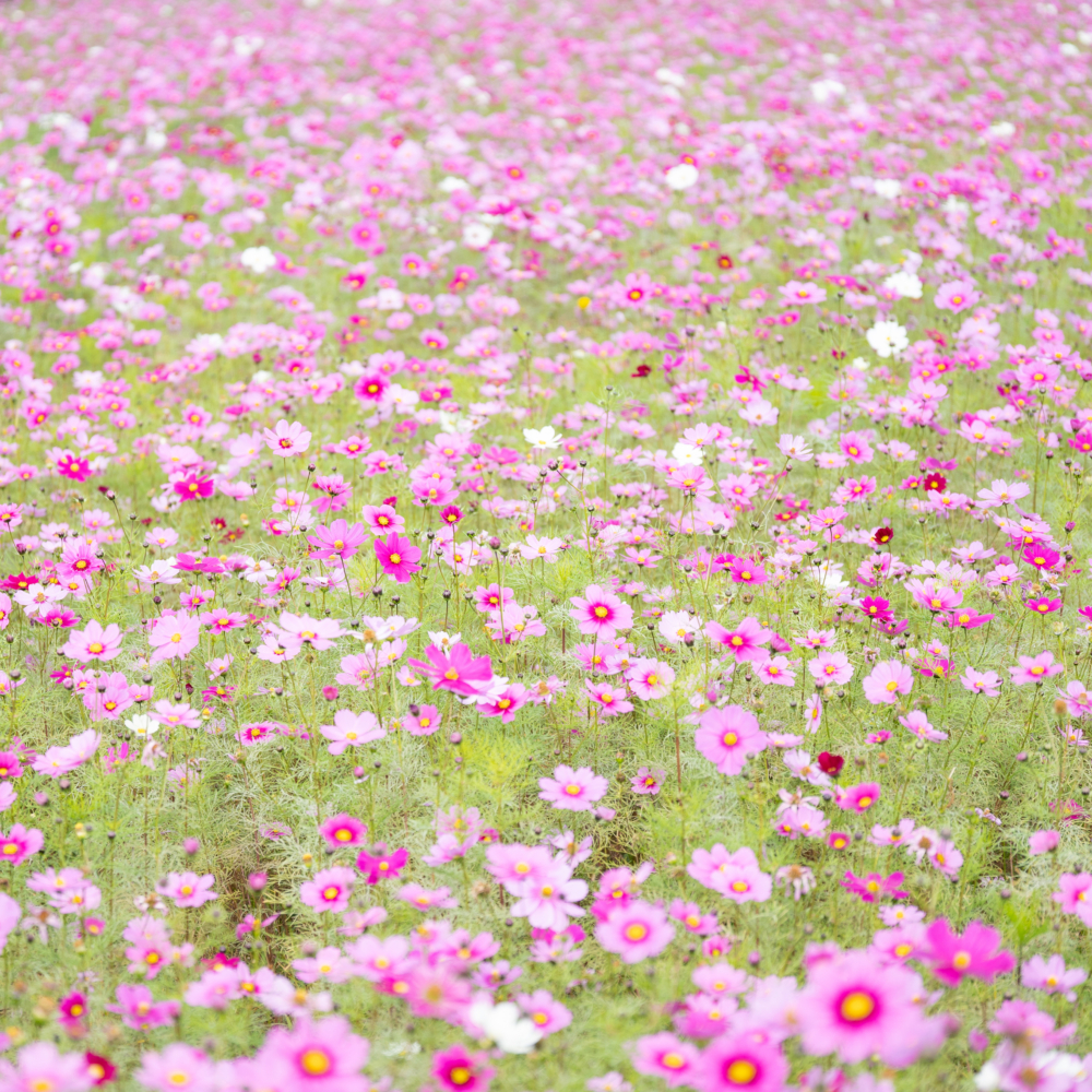 武庫川河川敷のコスモス園へ 神戸 西宮 芦屋でオシャレなホームページ制作 デザイン制作ならヌーデザイン 神戸 西宮 芦屋